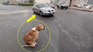 Mama dog knelt in the rain and begged every passing car to save her puppies