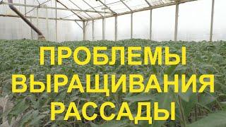 Проблемы выращивания рассады