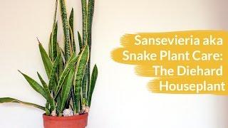 Sansevieria AKA Snake Plant Care: The Diehard Houseplant / Joy Us Garden