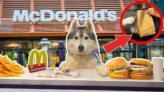 IL mio CANE ORDINA da MC DONALD'S  - Yuko’s Day 1