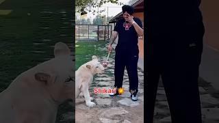 Sidhu moosewala  #sidhumoosewala #shikari #punjabisinger #punjabisong #youtubeshorts #shorts