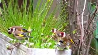 Mica Vasic : The Goldfinches...   Life in an aviary ...