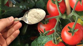 1 spoon and the tomatoes will immediately turn red! Super fast maturation