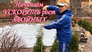 Начинаем Ускорять Рост Хвойных.Рост каких хвойных можно ускорить.Начинаем эксперимент.Измеряем туи.