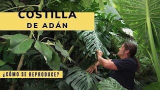 Costilla de Adán o Monstera Deliciosa: características y reproducción - Decogarden - Jardinatis