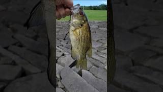 Big 'ole rock bass! #fishcatching #foryoupage #fishing