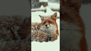 Рыжая лисица #животные #fox #animals