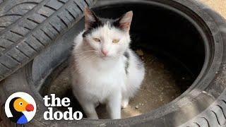 Stray Cat Waits For This Guy At Work Every Morning For 2 Years | The Dodo Cat Crazy