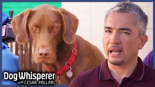 Calming An Anxious Service Dog | S4 Ep 29 | Dog Whisperer With Cesar Millan