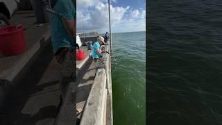 Catching a MONSTER grouper from under the PIER!!  #skyway #fishing #bigfish