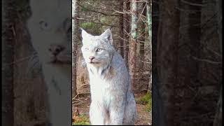 Beautiful ENDANGERED Species  The LYNX…. #wildlife #trailcam #nature #bigcats