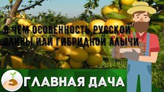 В чем особенность Русской сливы или гибридной алычи