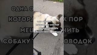 ОДНА ОСНОВНАЯ ОШИБКА, КОТОРАЯ ДО СИХ ПОР МЕШАЕТ ОТУЧИТЬ СОБАКУ ТЯНУТЬ ПОВОДОК#собака