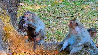 God help   ! what happened to the little monkey  |  Real Angkor Monkey