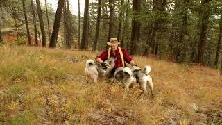 Instincts in Norwegian Elkhounds