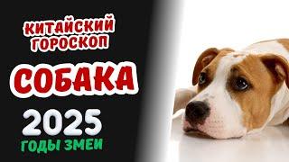 Собака - Китайский гороскоп на 2025 год | Гороскоп по году рождения на 2025 год