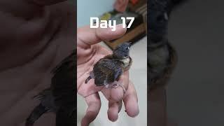 Day 17 | Lonchura Punctulata aka Munia | Prathamesh Joshi | #birds