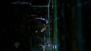 BLUE KOI GUPPY