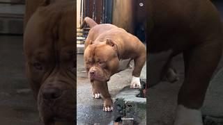 Rottweiler  Vs German shepherd, Labrador, Pitbull  Who will win Fight #doglover542 #shorts #viral