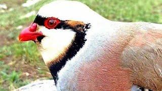 шикори кабк keklik sesi partridge chukar