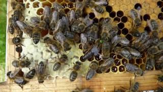 Apis mellifera mellifera queen