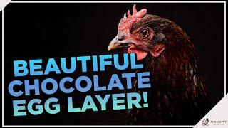 Check out the Black Copper Marans Chicken!