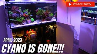 CYANO IS GONE!!! Saltwater Reef Tank Aquarium Update #10