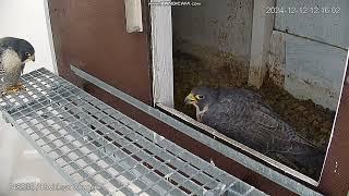 Kwidzyn Orange PL - Next meeting Fiber & Female today , in nest  2024 12 12 12 14