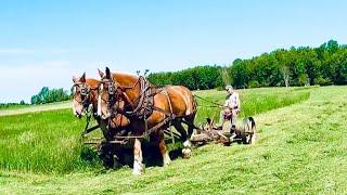 Farming with Horses: Mowing Hay with the Belgian Team & Fixing Mowing Machine