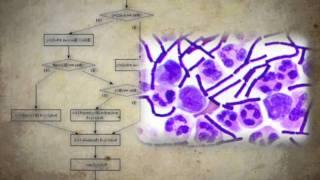 Anthrax Detection: A Statistical Defense Against Bio-warfare