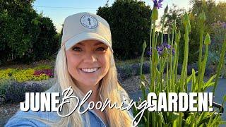 Planting Showstopping Agapanthus, Suncredible Sunflowers and a New Bougainvillea for June!
