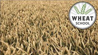 Wheat School: World record wheat with Eric Watson