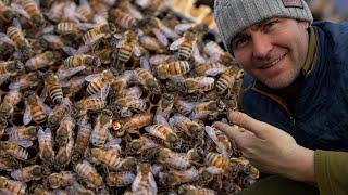 What's The Earliest You Can Split A Bee Hive In Spring?