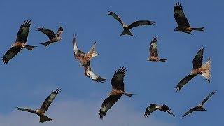 Birds Flying in Slow Motion - Red Kite Bird Extravaganza