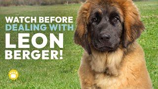 Watch Before Dealing with Leonberger Temperament