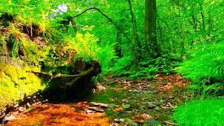 Relaxing Birdsong and babbling Stream, Nature Sound for Stress relief.