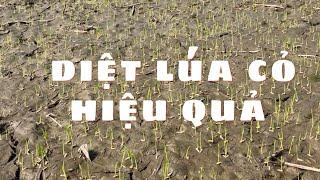 Cách diệt cỏ lúa cỏ hiệu quả vụ 3 năm 2024