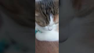 Туся#Uia#Туся#Кошка#Cat#Kitty
