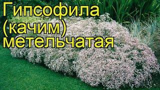 Гипсофила метельчатая. Краткий обзор, описание характеристик gypsophila paniculata