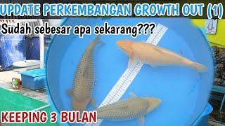 GILA!!  3 BULAN 20 CM?? | update perkembangan growth out (1) | Khusnul koi farm blitar