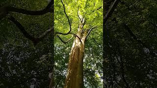 mighty Beech Tree Leyland Park Lancashire UK wild nature countryside outdoors