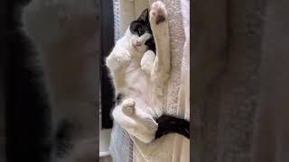 Caturday Adventures with Playful Dash #socute #airbiscuits