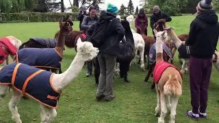 Alpacas feeding at Alpacaly Ever After in Lake District