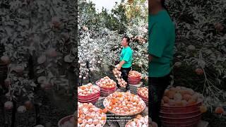 Harvesting lush orchard filled with fruit-laden trees