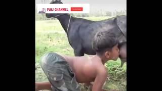 Viral seorang anak minum Air Asi kambing