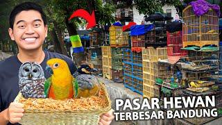 SIDAK PASAR HEWAN TERBESAR BANDUNG! PASAR BURUNG SUKAHAJI 2023!