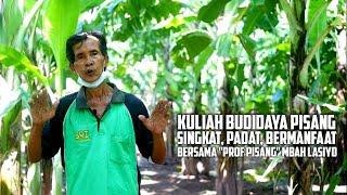 Budidaya Pisang yang Baik - "Prof Pisang" Mbah Lasiyo