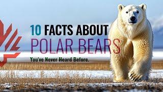 10 Incredible Polar Bear Facts You’ve Never Heard Before!