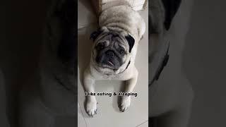 What are you good at ?#pug #dog #shorts