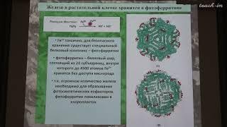 Константинова С.В. - Физиология и биохимия растений - 12. Водный обмен растений